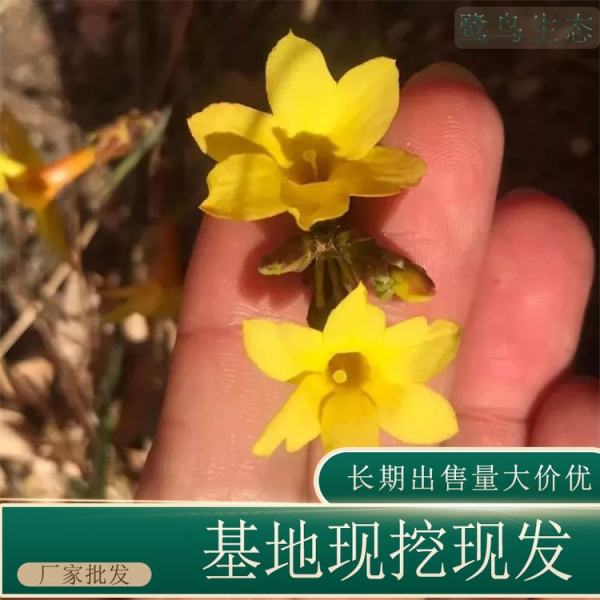 金钟花价格