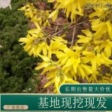 苗圃出售金钟花 园林景区地被种植观赏花镜切花材料