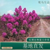 苗圃出售天鹅绒紫薇 园林庭院绿化花色艳丽工程苗