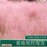 苗圃出售粉黛亂子草 多年生草本植物園林綠化地被固土護(hù)坡