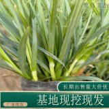 苗圃出售大叶苔草 盆栽种植观赏园林地被绿化固土护坡