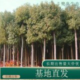 苗圃出售香樟 庭院別墅風景樹行道樹鄉(xiāng)鎮(zhèn)園林綠化工程苗木