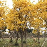 黄花风铃行道风景树 喜高温 先花后叶 园林种植绿化基地