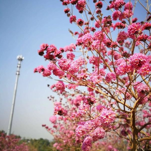 红花风铃木