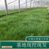 苗圃出售细茎针茅 规格齐全室内盆栽种植观赏净化空气