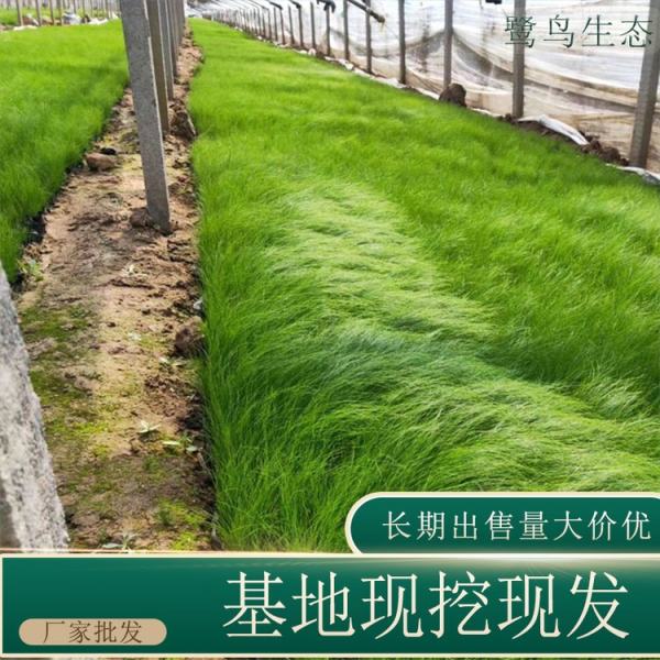 细茎针茅价格