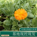 苗圃出售金盞菊 花海造景工程園林地被綠化觀賞花卉