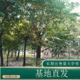 苗圃出售無患子 規(guī)格齊全園林景區(qū)風景行道樹