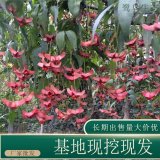 苗圃出售金絲吊蝴蝶 庭院花壇種植觀賞花鏡切花材料