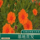 苗圃出售大花金雞菊 庭院綠化易活四季開花耐寒耐旱工程綠化