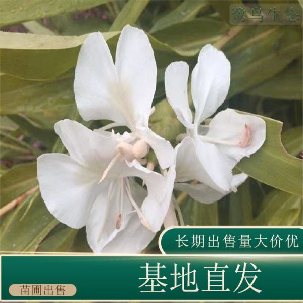 姜花價(jià)格