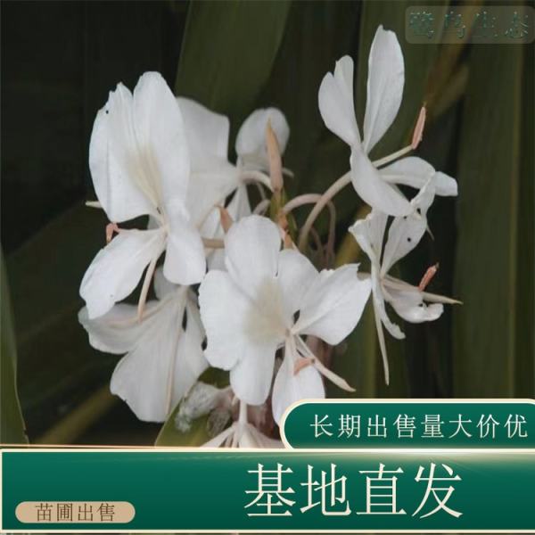 姜花價(jià)格