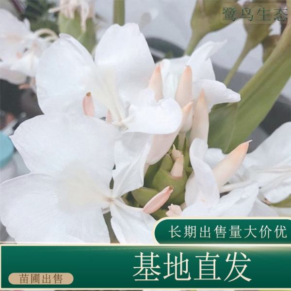 姜花價(jià)格