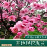 苗圃出售宮粉梅 庭院綠化公園小區(qū)街道風(fēng)景樹地栽盆栽