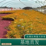 苗圃出售花叶连翘 小区公园盆栽绿篱植物 庭院种植树苗