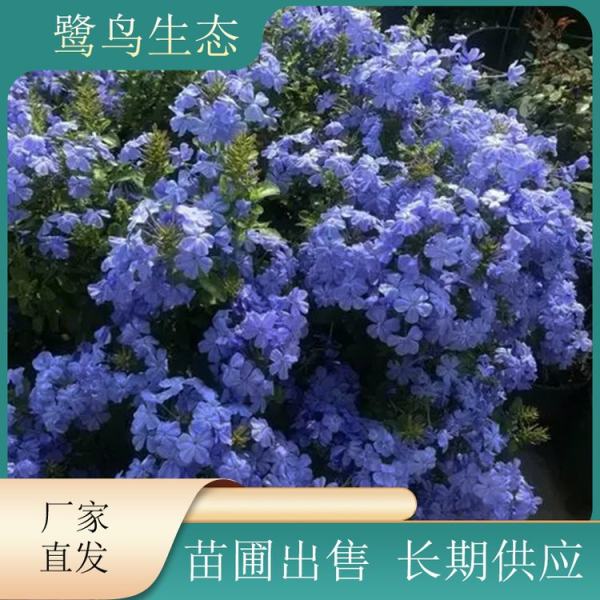 藍(lán)雪花圖片