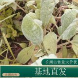 苗圃出售绵毛水苏 庭院盆栽室内种植观赏苗园林地被工程苗