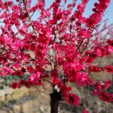 苗木出售灑金碧桃 花色奇特 公園花壇 庭院綠化觀(guān)景樹(shù) 規(guī)格齊全