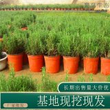 苗圃出售迷迭香 室内盆栽种植观赏园林绿化工程苗