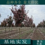 苗圃出售新優(yōu)品種紅花槭 白蘭地 寶號 勃艮第百麗 道路綠化行道樹