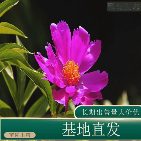 芍藥價(jià)格