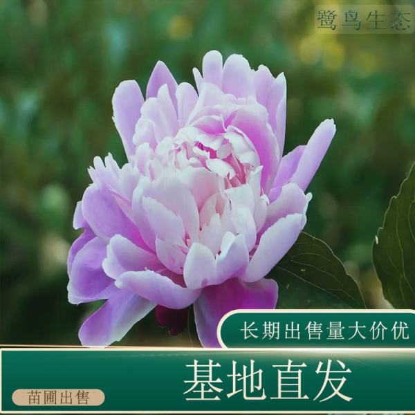 芍藥價(jià)格