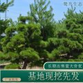 基地出售 四季常綠 園林綠化 行道樹庭院黑松苗木 現(xiàn)挖現(xiàn)賣