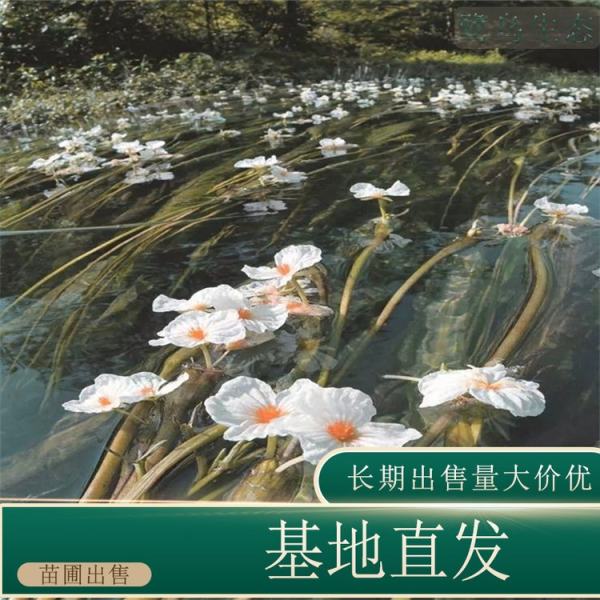 海菜花价格