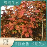 苗圃出售北美紅櫟 庭院別墅風(fēng)景樹(shù)行道樹(shù)道路園林綠化工程苗木