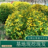 苗圃出售棣棠 規(guī)格齊全庭院花壇種植觀花植物