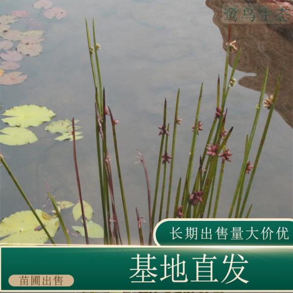 水毛花价格