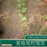 苗圃出售木香花 道路園林綠化種植觀賞地栽盆栽