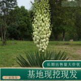 苗圃出售鳳尾蘭 庭院盆栽種植觀賞園林地被綠化工程苗