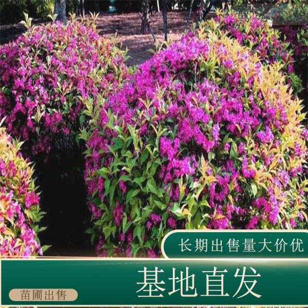 锦带花球价格