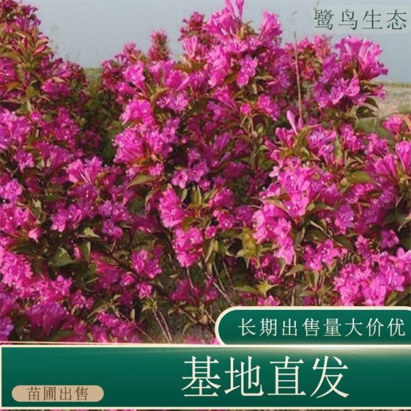 锦带花球价格