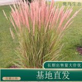 苗圃出售拂子茅 道路花坛种植观赏园林地被固土护坡工程苗