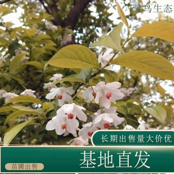 秤锤树价格