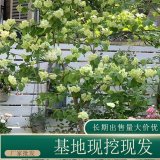 苗圃出售麻葉木繡球 盆栽種植觀賞花卉園林花海造景工程