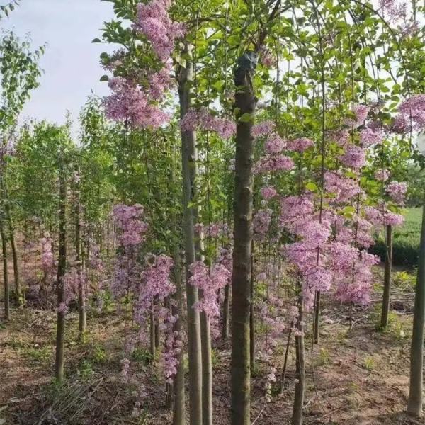 垂枝丁香价格