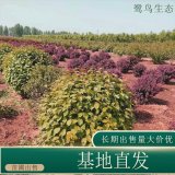 苗圃出售榆叶梅球 小区公园盆栽绿篱植物 庭院种植观赏苗