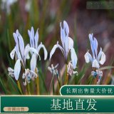 苗圃出售马兰花 庭院盆栽种植观赏园林地被绿化工程苗