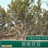 苗圃出售叢生紫薇 庭院綠化公園小區(qū)街道風(fēng)景樹地栽盆栽