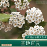 苗圃出售柔毛绣线菊 规格齐全庭院种植绿化观赏苗