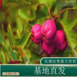 苗圃出售山楂 规格齐全庭院种植观赏果园观果绿化苗木