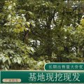 苗圃出售杜仲 庭院綠化公園小區(qū)街道風(fēng)景樹地栽盆栽