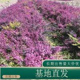 苗圃出售红叶小檗 花坛色块绿篱园林工程绿化苗木