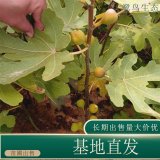 苗圃出售无花果 花坛花镜种植观赏园林观果绿化工程苗