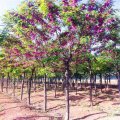 苗圃出售香花槐 小區(qū)種植風(fēng)景行道樹(shù)公園綠化造景工程苗