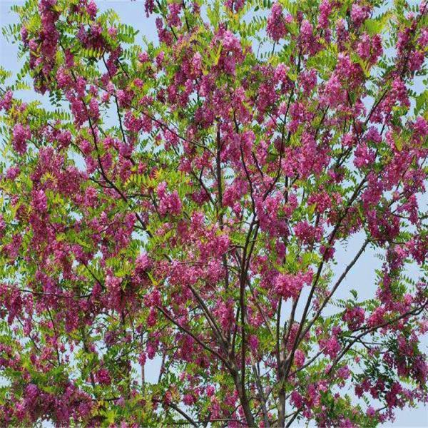 香花槐小苗