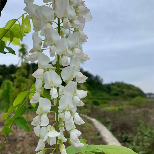 安了寺紫藤价格